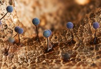 The Royal Society Publishing Photography Competition 2023