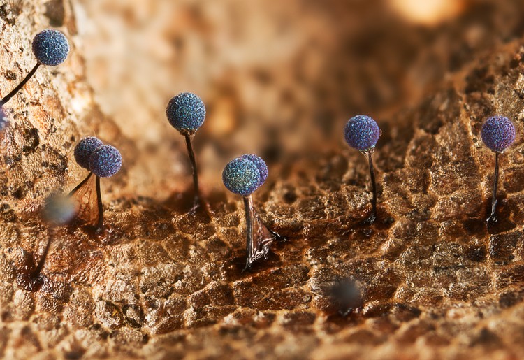 The Royal Society Publishing Photography Competition 2023