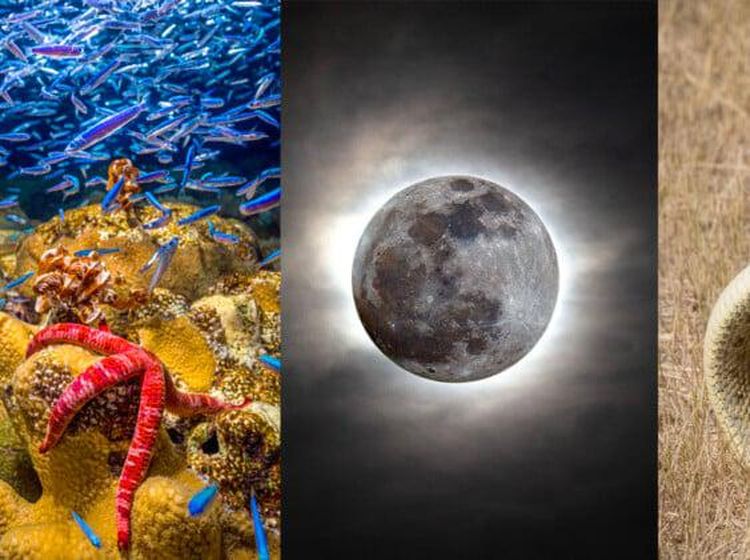 Karya Jawara Kontes Foto Scientific yang Bikin Tercengang