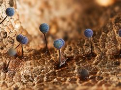 Karya Jawara Kontes Foto Scientific yang Bikin Tercengang