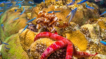 Pemenang ekologi oleh Tom Shlesinger. Apa yang terjadi di terumbu karang pada malam hari? Beberapa ikan tertidur sementara hewan lainnya bangun dan keluar dari sarangnya untuk mencari makan. Kehidupan yang tampak sibuk di siang hari terus berlanjut, hanya dengan aktor yang berbeda. Di sini, sekelompok ikan kecil berlarian liar di atas terumbu berwarna-warni dan bintang laut yang baru keluar dari sarangnya untuk mencari makan. Foto ini diambil dengan kamera Sony a7RIII dan lensa 16-35mm. Penyesuaian kecil dilakukan menggunakan Adobe Photoshop (kontras, level, vibrance). Foto: The Royal Society Publishing