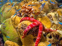 Karya Jawara Kontes Foto Scientific yang Bikin Tercengang