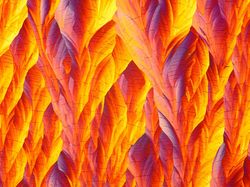 Karya Jawara Kontes Foto Scientific yang Bikin Tercengang