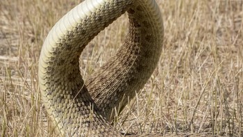 Juara kedua Behavior didapat Gregory Funston. Saat menggali dinosaurus di selatan Alberta, Kanada, mereka disuguhi pertunjukan oleh dua jantan ular derik yang sangat besar duel berebut dominasi. Sambil menjerat leher mereka, mereka akan bangkit dari tanah dan berusaha membanting pesaing mereka ke bawah. Setelah beberapa menit pertempuran sengit, mereka berpisah, tampaknya tidak terluka. Terlepas dari persepsi mereka sebagai hewan yang kejam, melihat dua ular berinteraksi seperti ini sangatlah jarang terjadi ”mungkin ini merupakan pelajaran tentang cara kita berpikir tentang perilaku dinosaurus. Nikon D850, 70–300 mm VR II @ 280 mm, f/16, 1/1250s, ISO 1600. Penyesuaian pasca-pemrosesan pada eksposur, kontras, penajaman, keseimbangan warna, dan pemotongan. Foto: The Royal Society Publishing