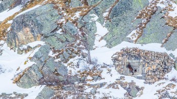 Juara kedua ekologi diraih Filippo Carugati. Saat berjalan-jalan di musim dingin di Val Varaita (Pegunungan Alpen Barat), Filippo melihat seekor chamois Alpen (Rupicapra rupicapra) menjilati dinding bunker Perang Dunia II. Bangunan buatan ini disamarkan dengan sempurna pada pola lereng berbatu. Perilaku ini mungkin terkait dengan asimilasi garam mineral dan integrasi pola makan selama musim dingin ketika makanan jarang tersedia.Filippo mengabadikan pemandangan ini termasuk pola bebatuan vertikal di sekitarnya untuk tekanan kekhasan momen tersebut: sisa-sisa perang di masa lalu kini direklamasi secara damai oleh alam. Canon 7d Mark II, EF300mm f/2.8L IS II USM +1.4x III, f11, 1/400, ISO 400. potong, tingkat penyesuaian Foto: The Royal Society Publishing