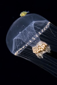 The Royal Society Publishing Photography Competition 2023