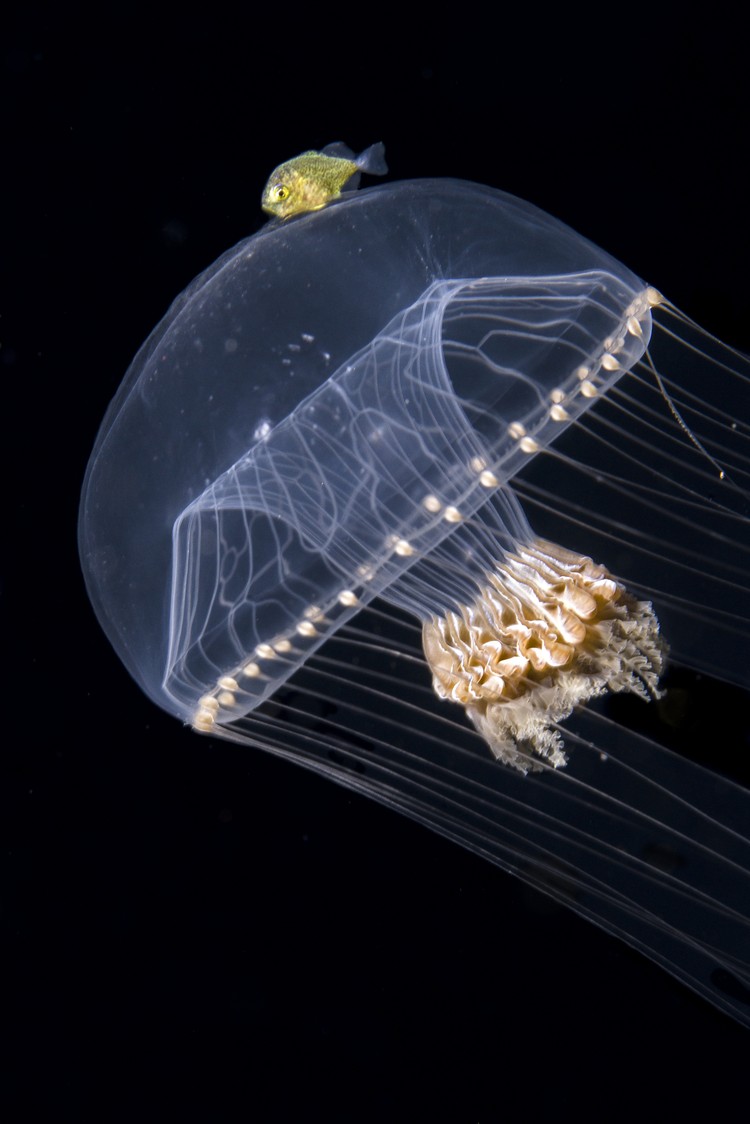 The Royal Society Publishing Photography Competition 2023