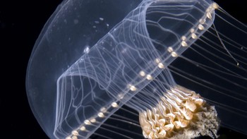 Pemenang kategori Behavior diraih Tom Shlesinger. Setiap malam, migrasi terbesar di dunia terjadi di lautan. Saat malam tiba, banyak organisme berubah dari dasar laut menuju permukaan laut.  Mereka melakukan migrasi vertikal ini sebagian besar untuk mendapatkan makanan sambil menghindari predator di siang hari. Sebelum fajar menyingsing, mereka turun kembali. Banyak hewan kecil atau remaja yang menumpang ubur-ubur, yang menyediakan “lift” yang unik Foto ini diambil dengan kamera Sony a7RIII dan lensa 90mm. Pasca-pemrosesan kecil menggunakan Photoshop CS6 (Crop, Contrast, Levels, Vibrance). Foto: The Royal Society Publishing