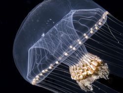 Karya Jawara Kontes Foto Scientific yang Bikin Tercengang