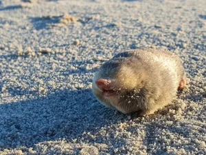 87 Tahun Dicari, Akhirnya Tikus Langka yang Dianggap Punah Berhasil Ditemukan