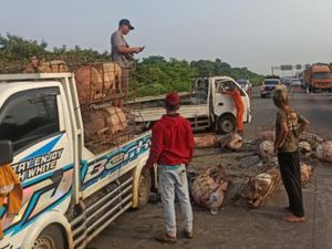 Truk Angkut Babi Terguling-Tumpah di Jagorawi karena Sopir Diduga Ngantuk