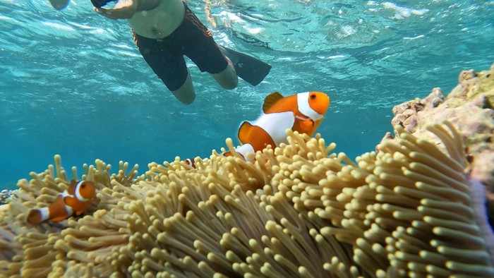 Bawah Laut Natuna