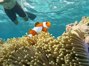Menikmati Keindahan Bawah Laut Natuna, Lihat Karang Cantik-Ikan Nemo