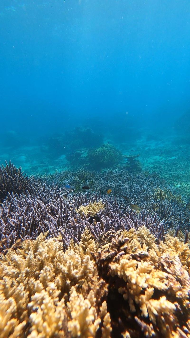Bawah Laut Natuna