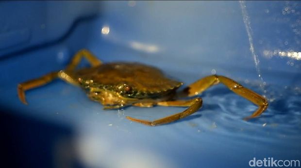 Budi daya kepiting apartemen yang dijalani pensiunan pabrik rokok di Kota Probolinggo membawa cuan.