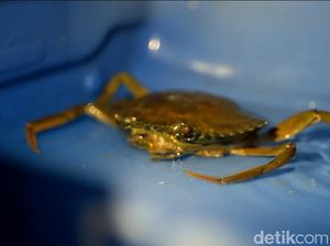 Hukum Makan Kepiting Halal atau Haram? Ini Penjelasan MUI