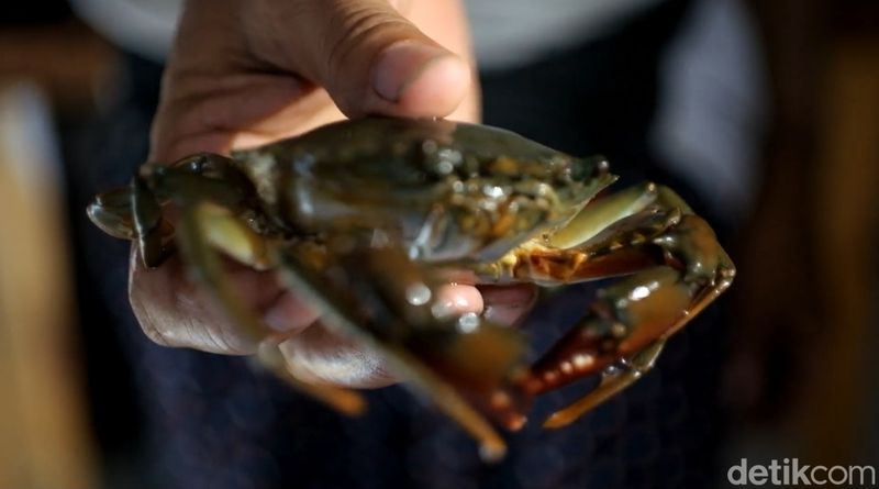 Budi daya kepiting apartemen yang dijalani pensiunan pabrik rokok di Kota Probolinggo membawa cuan.