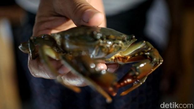 Budi daya kepiting apartemen yang dijalani pensiunan pabrik rokok di Kota Probolinggo membawa cuan.