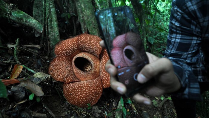 Pengunjung mengambil gambar bunga Rafflesia Arnoldi yang mekar sempurna bersamaan di Kabupaten Kepahiang, Bengkulu, Sabtu (9/11/2023). Tiga bunga rafflesia arnoldi kelopak lima mekar bersamaan dengan ukuran rata-rata berdiameter 80 cm dan menjadi objek wisata puspa langka bagi warga Bengkulu dan luar Bengkulu. ANTARA FOTO/Muhammad Izfaldi/YU