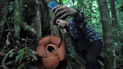 Bunga Rafflesia Kembar Tiga Mekar di Bengkulu