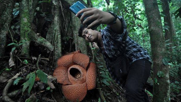 Pengunjung berswafoto dengan latar bunga Rafflesia Arnoldii yang mekar bersamaan di Kabupaten Kepahiang, Bengkulu, Sabtu (9/11/2023). Tiga bunga rafflesia arnoldi kelopak lima mekar bersamaan dengan ukuran rata-rata berdiameter 80 cm dan menjadi objek wisata puspa langka bagi warga Bengkulu dan luar Bengkulu. ANTARA FOTO/Muhammad Izfaldi/YU