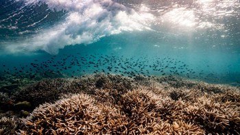 Chromis and Coral in the Surge karya Viktor Nunes Peinemann menjuarai kategori The Bigger Picture edisi pelajar. Foto: Viktor Nunes/Capturing Ecology 2023