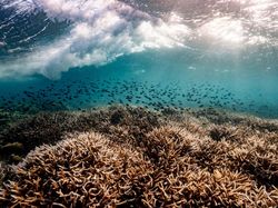 Keindahan Flora dan Fauna dalam Jepretan Jawara Kontes Foto Alam Liar