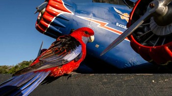Colour Coordination karya Alwin Hardenbol memenangkan kategori People and Nature. Foto: Alwin Hardenbol/Capturing Ecology 2023