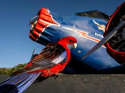 Keindahan Flora dan Fauna dalam Jepretan Jawara Kontes Foto Alam Liar