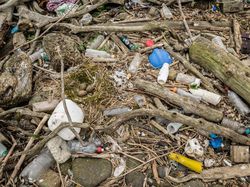 Keindahan Flora dan Fauna dalam Jepretan Jawara Kontes Foto Alam Liar