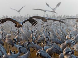 Keindahan Flora dan Fauna dalam Jepretan Jawara Kontes Foto Alam Liar