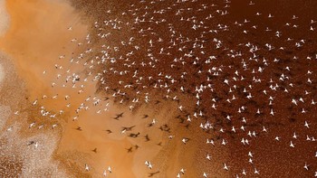 Seemingly Beautiful but Actually Hostile karya Fayz Khan terpilih sebagai juara umum kategori pelajar. Foto: Fayz Khan/Capturing Ecology 2023