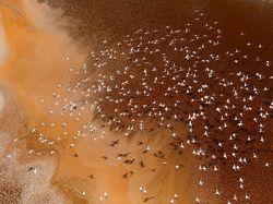 Keindahan Flora dan Fauna dalam Jepretan Jawara Kontes Foto Alam Liar