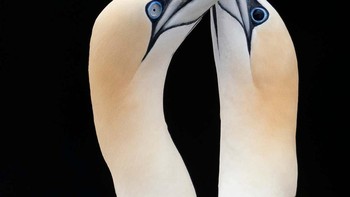 Resilience and Recovery hasil jepretan Rebecca Nason terpilih sebagai juara kategori Individuals and Populations (Animals). Foto: Rebecca Nason/Capturing Ecology 2023