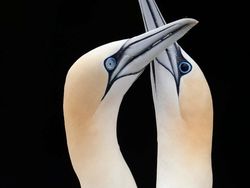 Keindahan Flora dan Fauna dalam Jepretan Jawara Kontes Foto Alam Liar