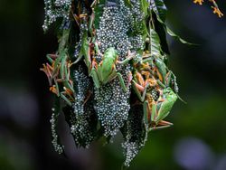 Keindahan Flora dan Fauna dalam Jepretan Jawara Kontes Foto Alam Liar