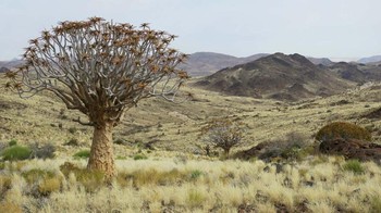 Quiver Tree Forest karya Helen Burton terpilih sebagai juara kategori Individuals and Populations (Plants and Fungi). Foto: Helen Burton/Capturing Ecology 2023
