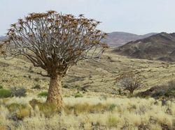 Keindahan Flora dan Fauna dalam Jepretan Jawara Kontes Foto Alam Liar