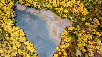 A Golden Sea hasil tangkapan kamera Samantha Suter menjuarai kategori Individuals and Populations (Plants and Fungi) edisi pelajar. Foto: Samantha Suter/Capturing Ecology 2023