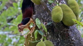 Jackfruit Thief hasil jepretan SS Suresh memenangkan kategori Networks in Nature. Foto: SS Suresh/Capturing Ecology 2023