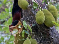 Keindahan Flora dan Fauna dalam Jepretan Jawara Kontes Foto Alam Liar