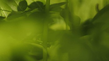 Garden Jungle karya Alicia Hayden terpilih sebagai juara kategori Networks in Nature edisi pelajar. Foto: Alicia Hayden/Capturing Ecology 2023