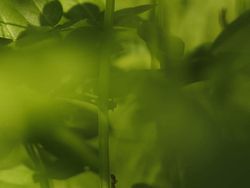 Keindahan Flora dan Fauna dalam Jepretan Jawara Kontes Foto Alam Liar