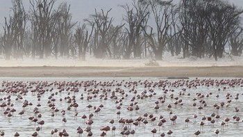 Nakuru Flamingoscape karya Nick Royle memenangkan kategori The Bigger Picture. Foto: Nick Royle/Capturing Ecology 2023