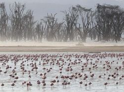Keindahan Flora dan Fauna dalam Jepretan Jawara Kontes Foto Alam Liar