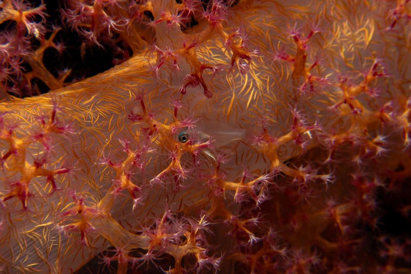 Capturing Ecology 2023