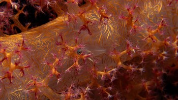 Vibrant Sleep karya Viktor Nunes Peinemann terpilih sebagai juara umum Capturing Ecology 2023. Foto: Viktor Nunes/Capturing Ecology 2023