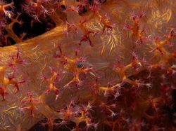 Keindahan Flora dan Fauna dalam Jepretan Jawara Kontes Foto Alam Liar