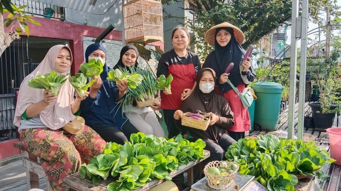 Hasil panen Buruan Sae Kelurahan Pajajaran