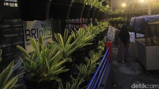 Lorong wall garden tanaman hias di Kampung Berkebun Kelurahan Pajajaran